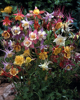 Aquilegia caerulea 'Dragonfly Mix'
