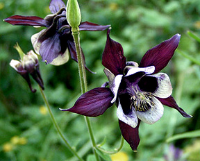 Aquilegia vulgaris 'William Guinness'