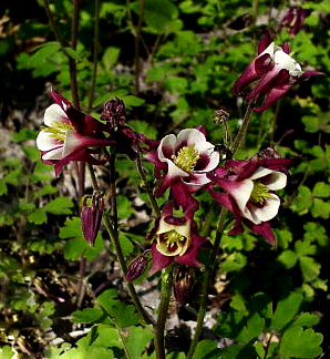 Aquilegia vulgaris 'Winky Red & White'