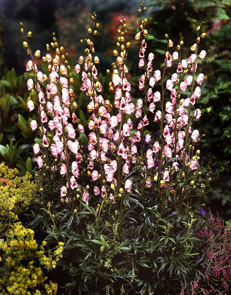 Aconitum 'Pink Sensation' pp#12661