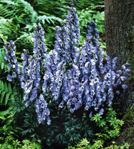 Aconitum cammarum Stainless Steel PPAF