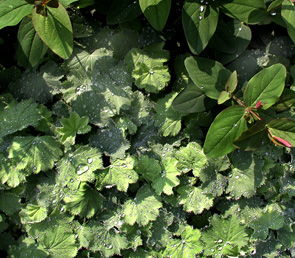 Alchemilla mollis 'Thriller'