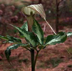 Arisaema kishidae 'Jack Frost'