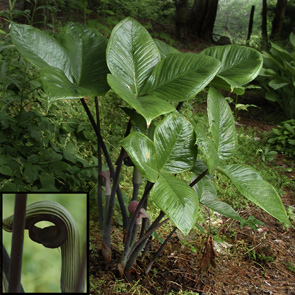 Arisaema ringens