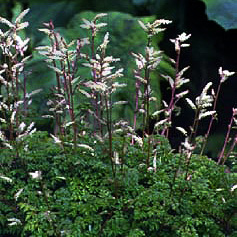 Aruncus aethusifolius