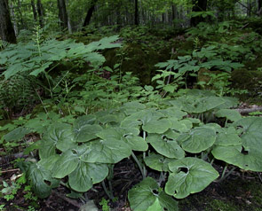 Asarum canadense