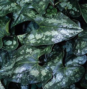 Asarum splendens