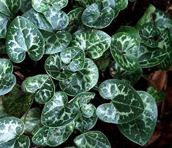 Asarum shuttleworthii var. harperi 'Velvet Queen'