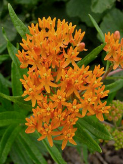 Asclepias tuberosa