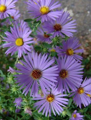 Aster oblongifolius 'October Skies'