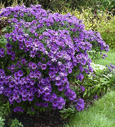 Aster novae-angliae 'Purple Dome'