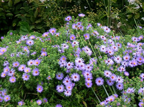 Aster oblongifolius 'Raydon's Favorite'