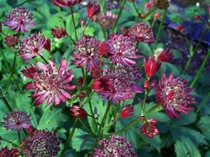 Astrantia 'Hadspen Blood'