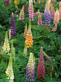 Lupinus polyphyllus 'Dwarf Minarette Mix'