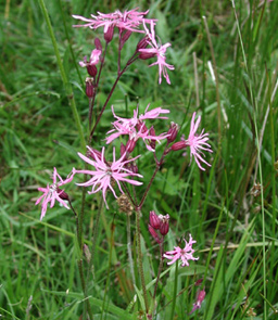 Lychnis flos-cuculi