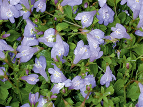 Mazus reptans