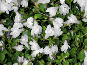 Mazus reptans 'Alba'