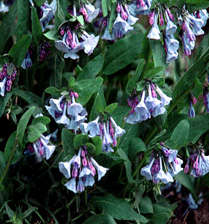 Mertensia virginica