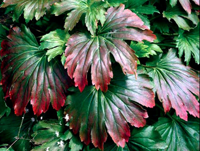 Mukdenia rossii 'Crimson Fans'