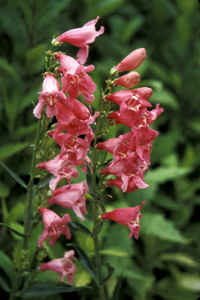 Penstemon 'Pink Chablis' pp#13422