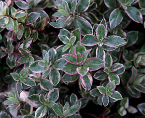 Phlox divaricata 'Montrose Tri-color'