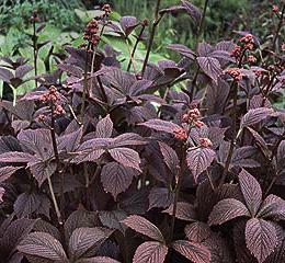 Rodgersia x 'Chocolate Wings'