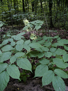 Aralia racemosa