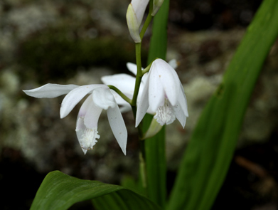 Bletilla striata 'Alba'