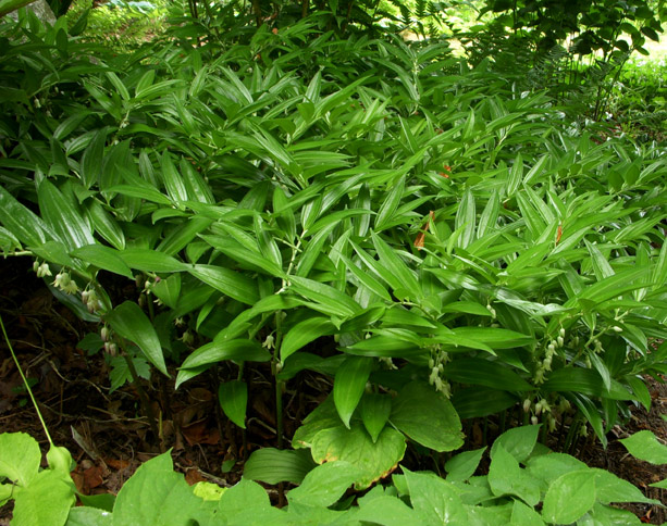 Disporopsis perneyi
