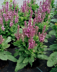 Salvia nemorosa 'Sensation Rose' PPAF