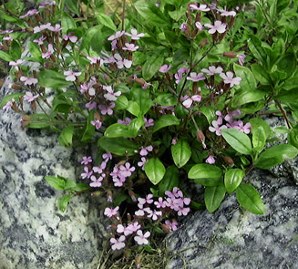 Saponaria ocymoides