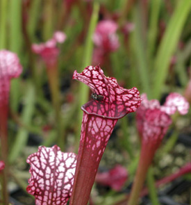 Sarracenia x Judith Hindle