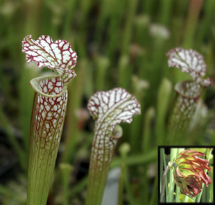 Sarracenia leucophylla 'Tarnok'