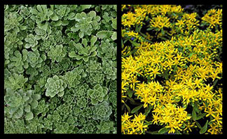 Sedum hybridum 'Czar's Gold'