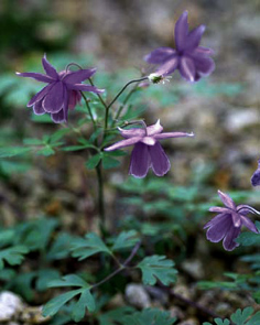 Semiaquilegia ecalcarata