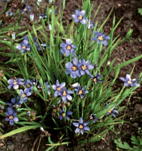 Sisyrinchium angustifolium 'Lucerne'