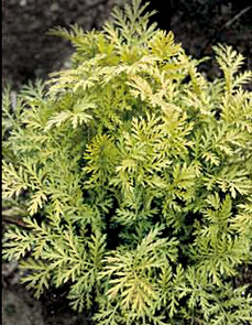 Tanacetum vulgare 'Isla Gold'