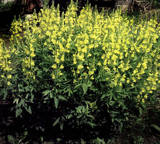 Thermopsis lanceolata