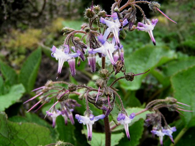 Trachystemon orientalis