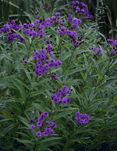 Vernonia noveboracensis