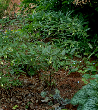 Disporum cantoniense 'Night Heron'