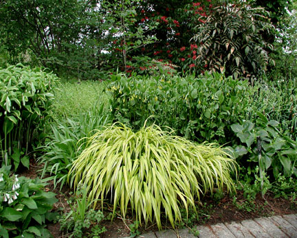 Hakonechloa Aureola
