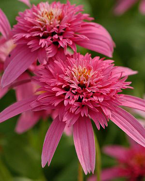 Echinacea 'Pink Double Delight' PPAF