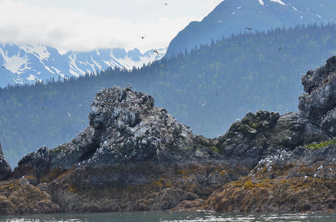 Gull Island,   Kachemak Bay