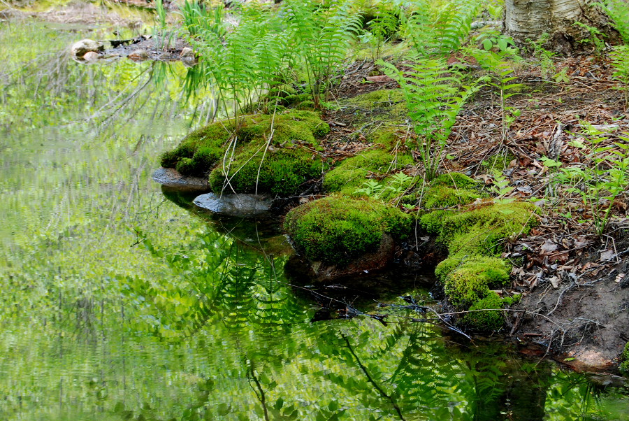Acadian  stream with spring greenery