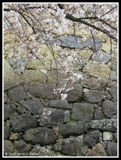 The Sakura and the Old Stone Wall