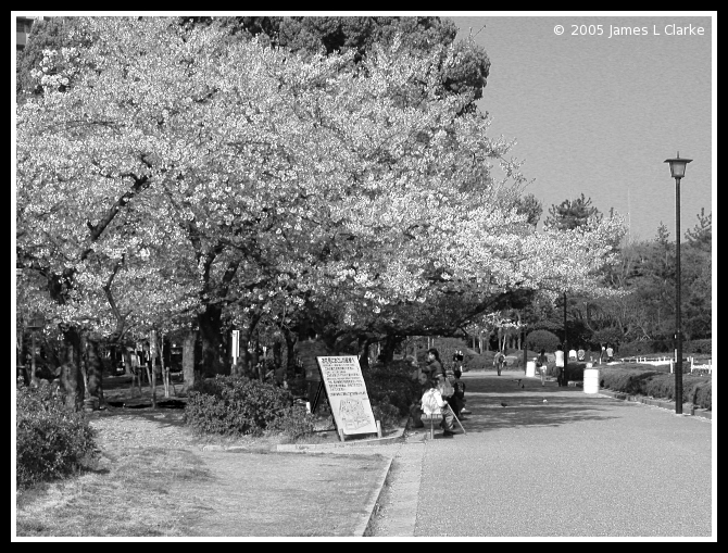 Under the Sakura (B&W)