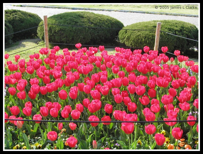 Tulips