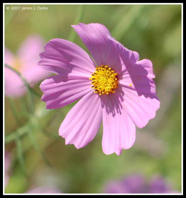 Pink/Purple Kosumosu