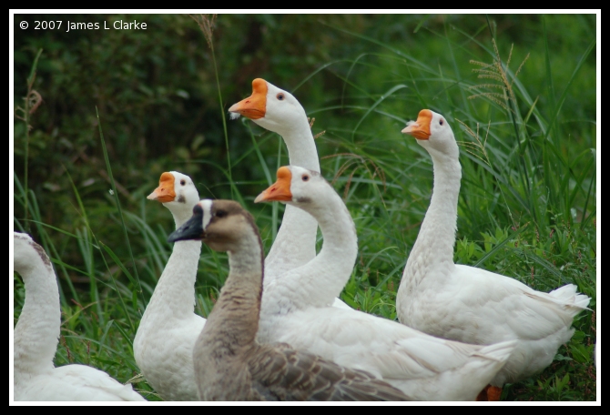 A Gaggle of Geese